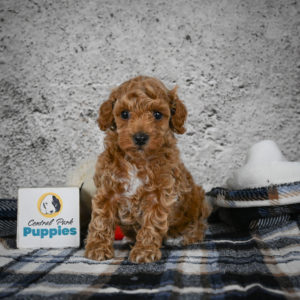 Miniature Poodle Puppy for Sale