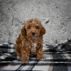 Miniature Poodle Puppy for Sale