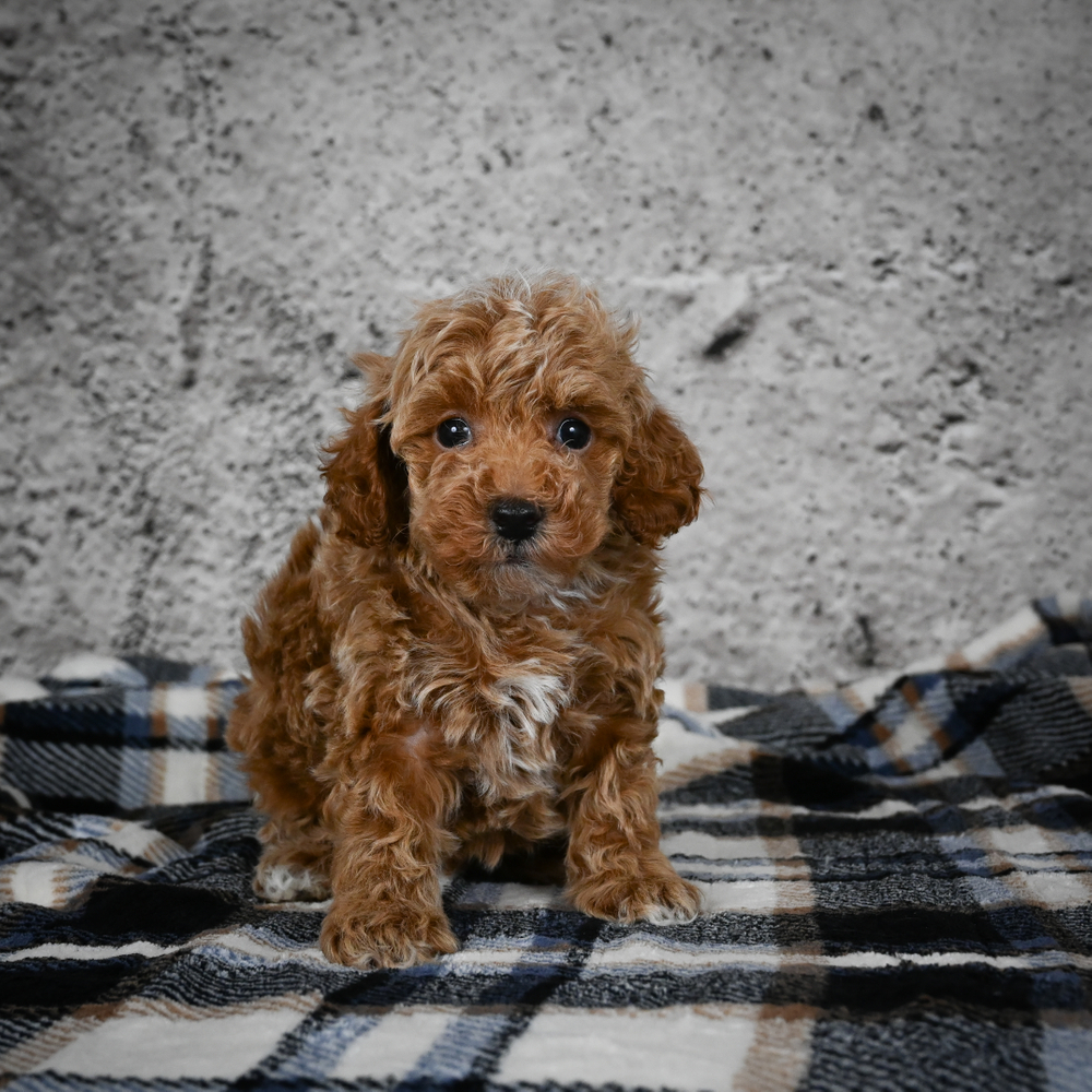 Miniature Poodle Puppy for Sale in NYC