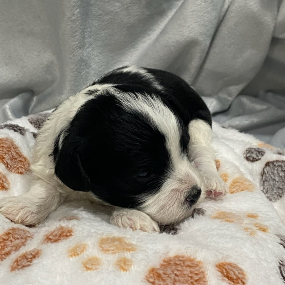 F1 Cavapoo Puppy for Sale in NYC