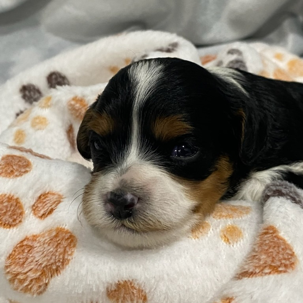 F1 Cavapoo Puppy for Sale in NYC