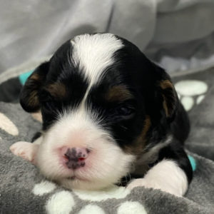 F1 Cavapoo Puppy for Sale