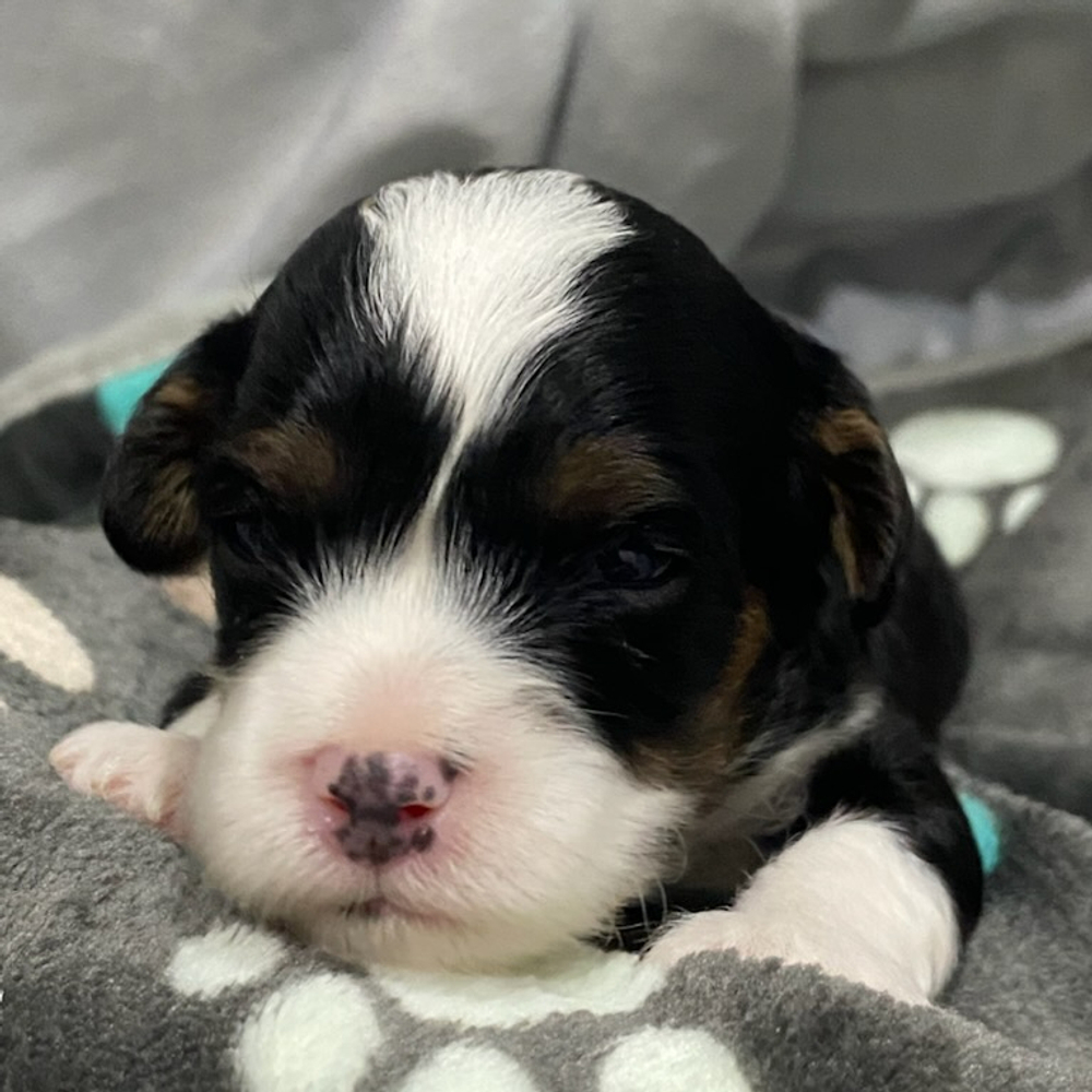 F1 Cavapoo Puppy for Sale in NYC