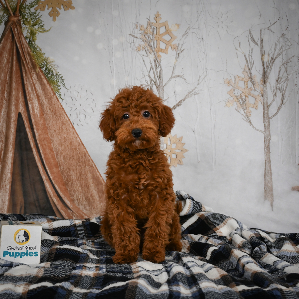 F1b Maltipoo Puppy for Sale in NYC