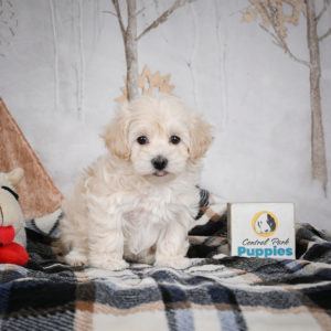 F1 Maltipoo Puppy for Sale