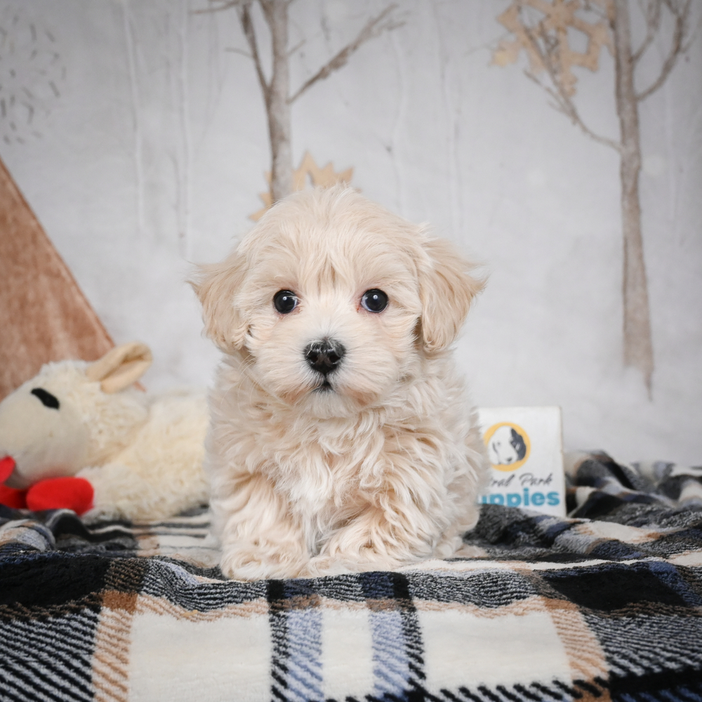 F1 Maltipoo Puppy for Sale in NYC