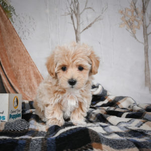 F1 Maltipoo Puppy for Sale