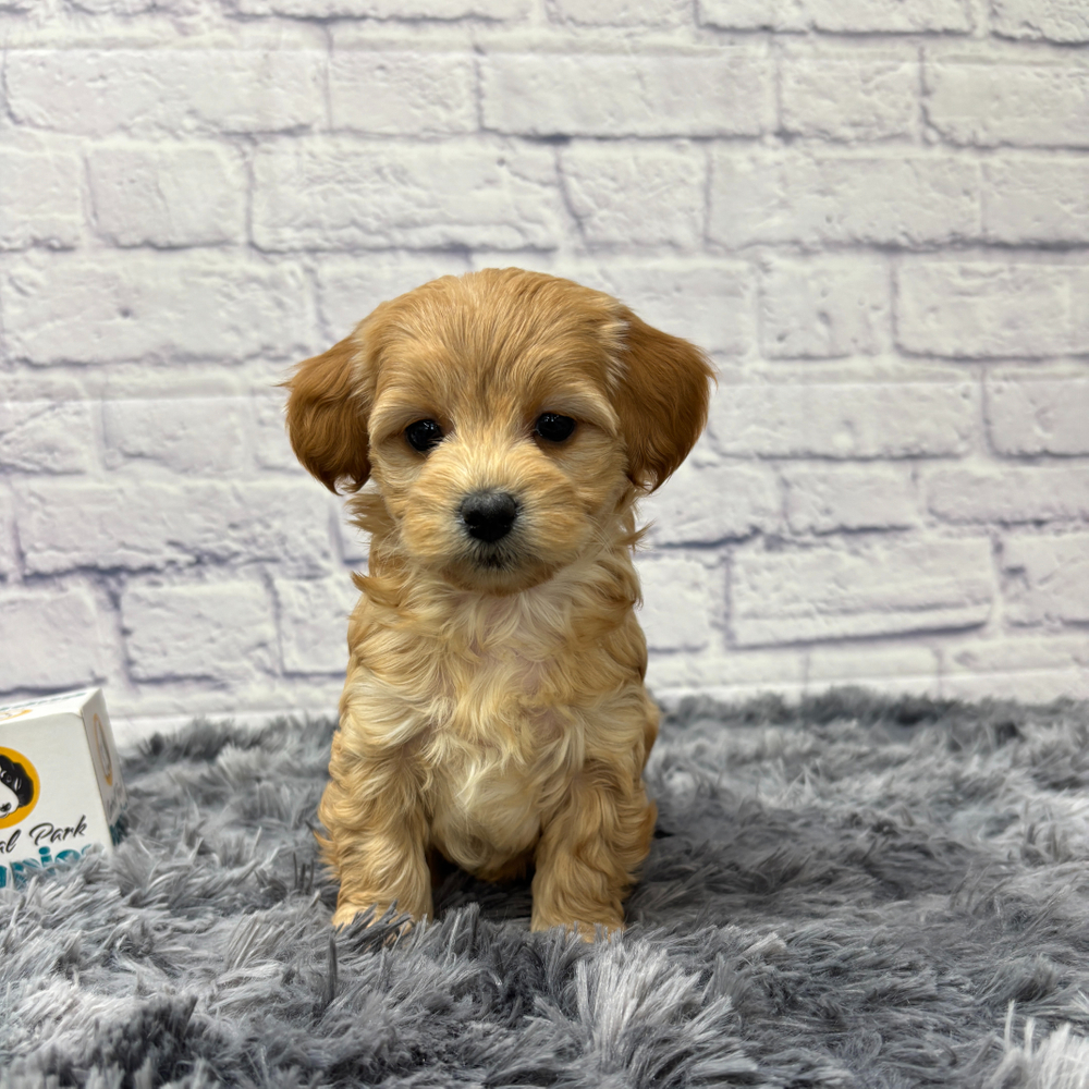 F1b Maltipoo Puppy for Sale in NYC