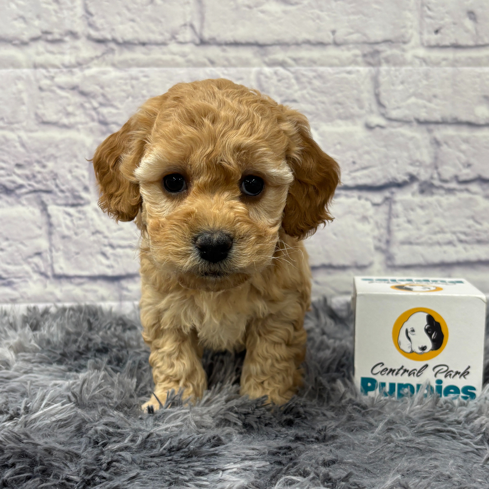 F1b Maltipoo Puppy for Sale in NYC