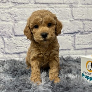 F1b Maltipoo Puppy for Sale