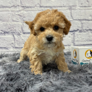 F1b Maltipoo Puppy for Sale