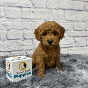 F1b Maltipoo Puppy for Sale