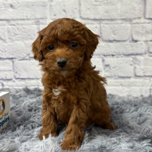 F1b Maltipoo Puppy for Sale
