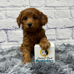 F1b Maltipoo Puppy for Sale