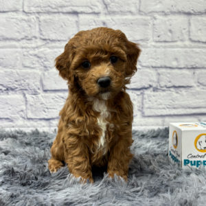 F1b Maltipoo Puppy for Sale