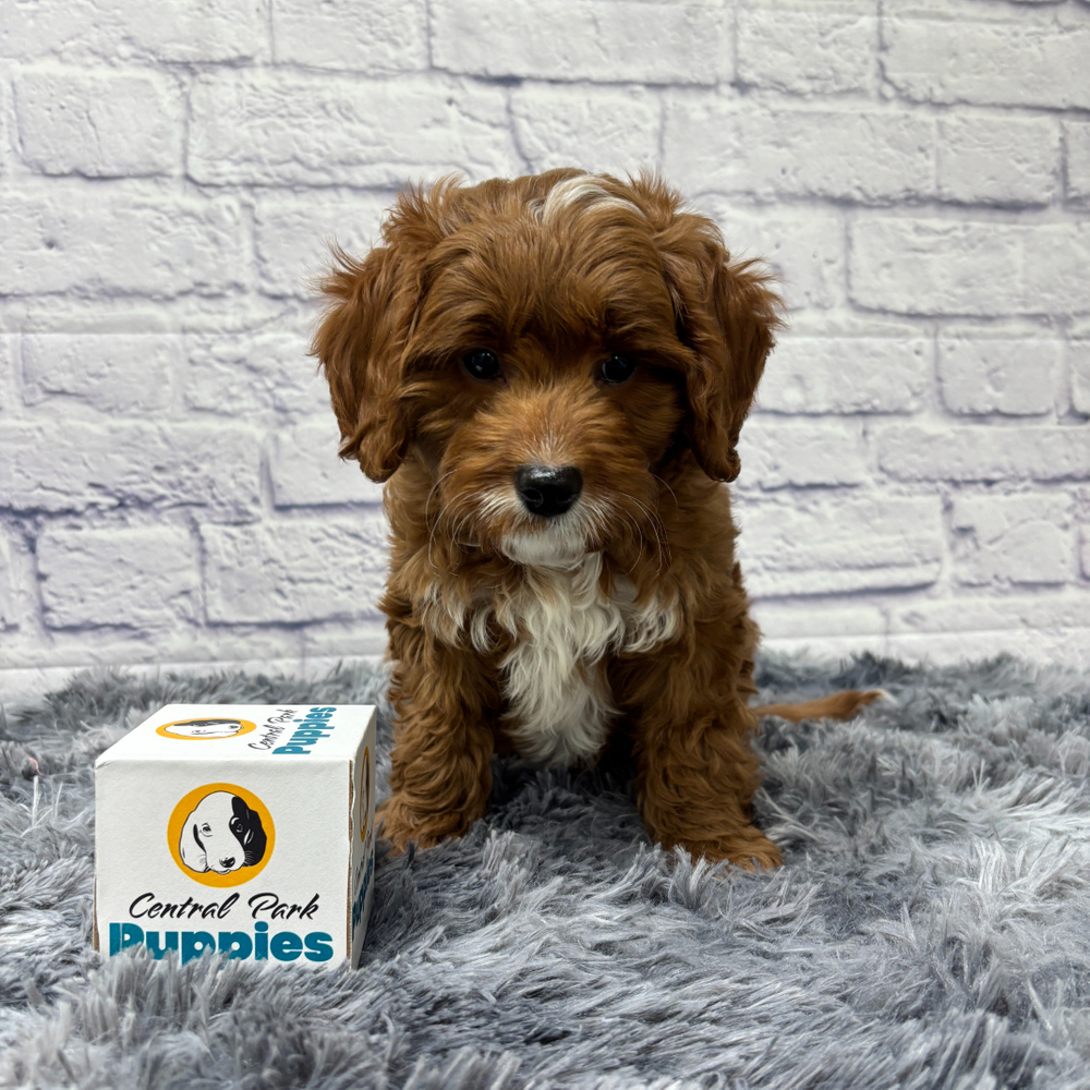 F1b Cavapoo Puppy for Sale in NYC