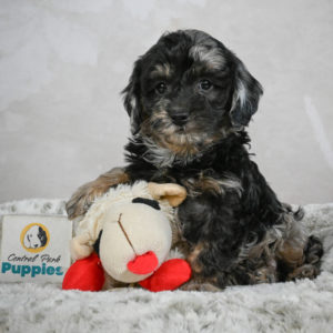 F1b Cockapoo Puppy for Sale