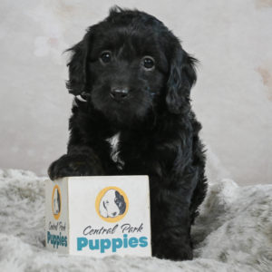 F1b Cockapoo Puppy for Sale