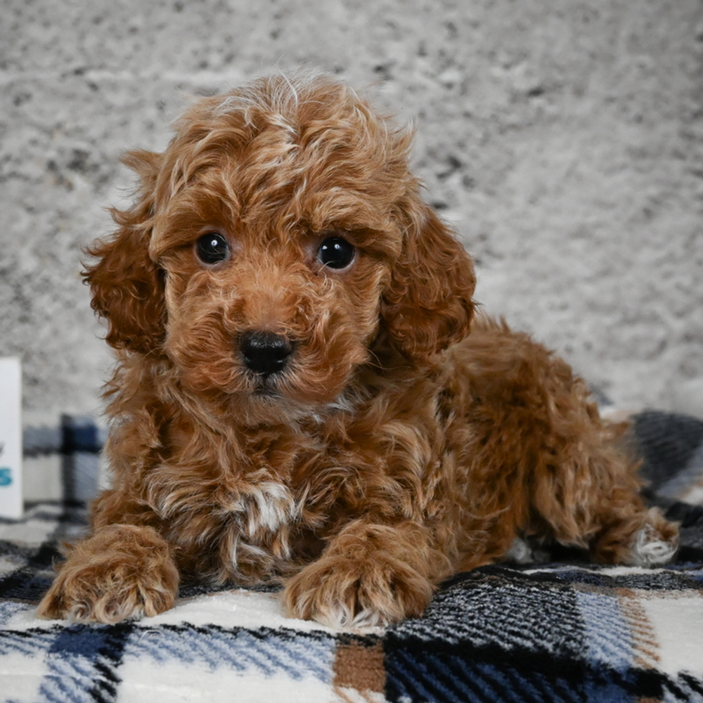 Miniature Poodle Puppy for Sale in NYC
