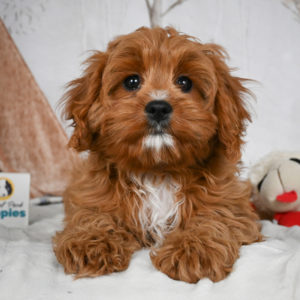 F1 Cavapoo Puppy for Sale
