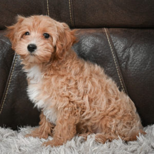 F1 Maltipoo Puppy for Sale