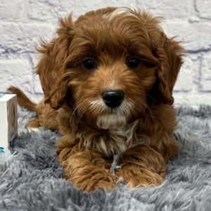 F1b Cavapoo Puppy for Sale