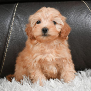 F1b Maltipoo Puppy for Sale