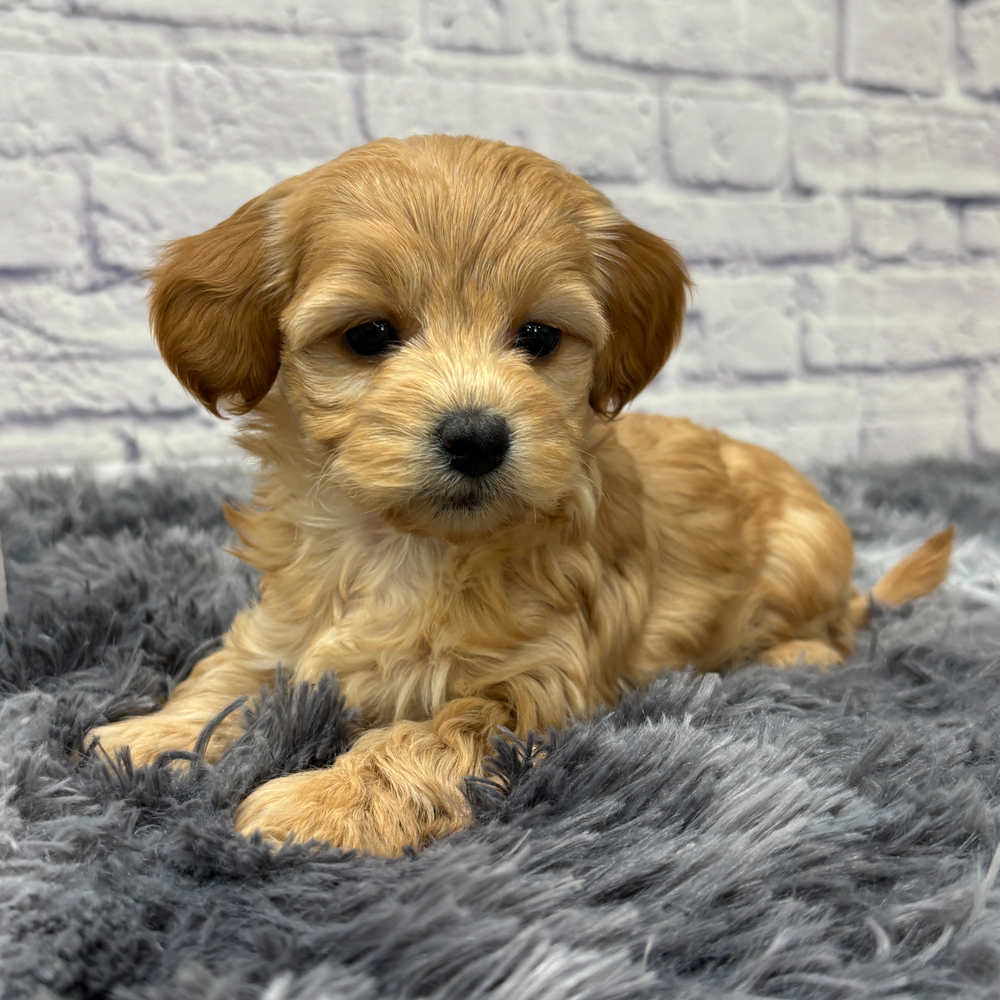 F1b Maltipoo Puppy for Sale in NYC