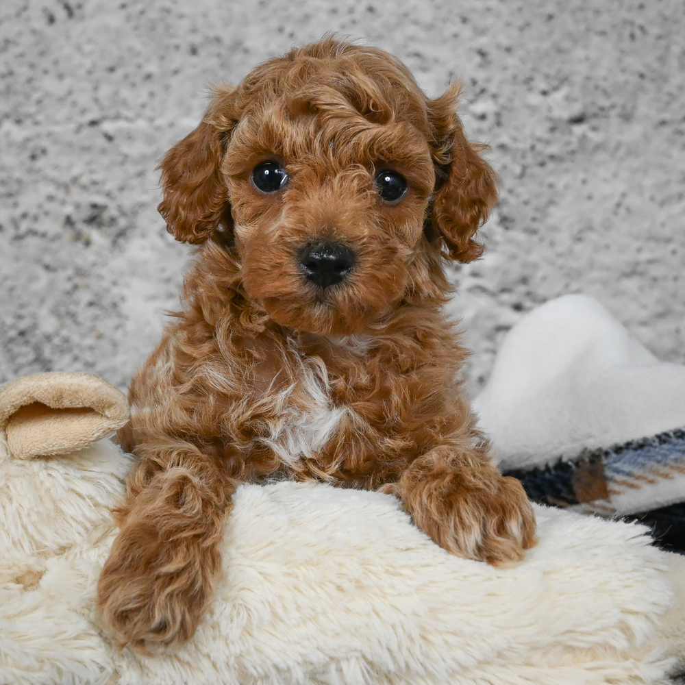 Miniature Poodle Puppy for Sale in NYC