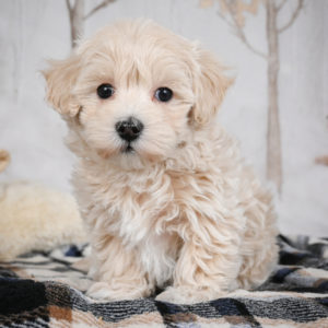 F1 Maltipoo Puppy for Sale