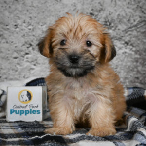 F1 Morkie Puppy for Sale