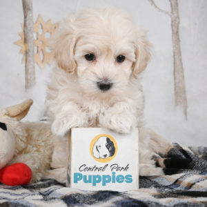 F1 Maltipoo Puppy for Sale
