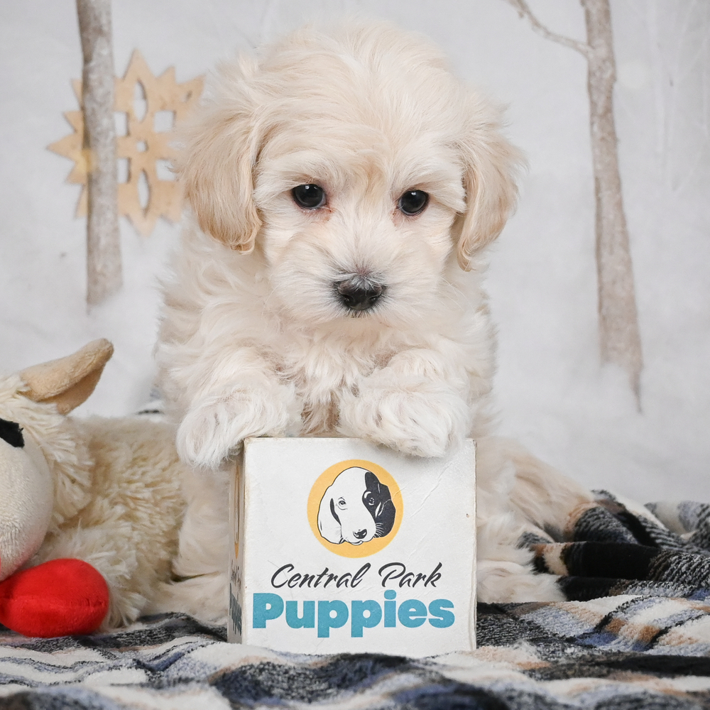 F1 Maltipoo Puppy for Sale in NYC