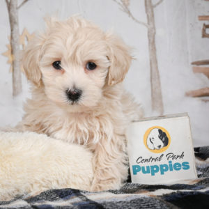 F1 Maltipoo Puppy for Sale