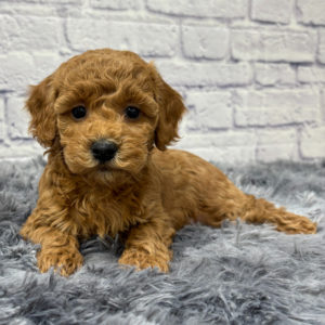 F1b Maltipoo Puppy for Sale