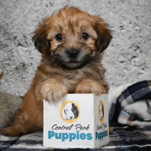 F1 Morkie Puppy for Sale