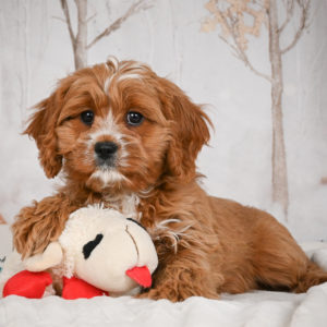 F1 Cavapoo Puppy for Sale