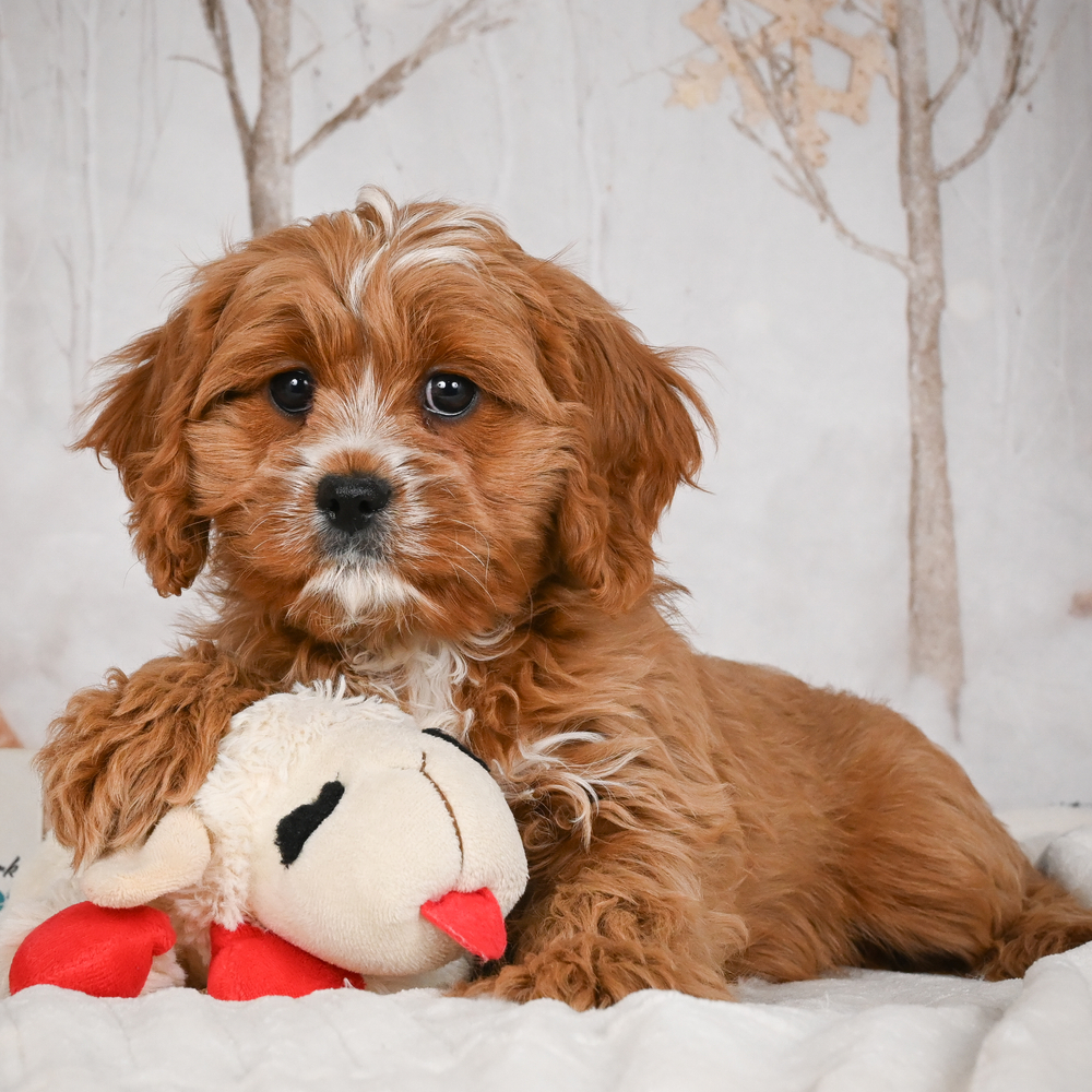 F1 Cavapoo Puppy for Sale in NYC