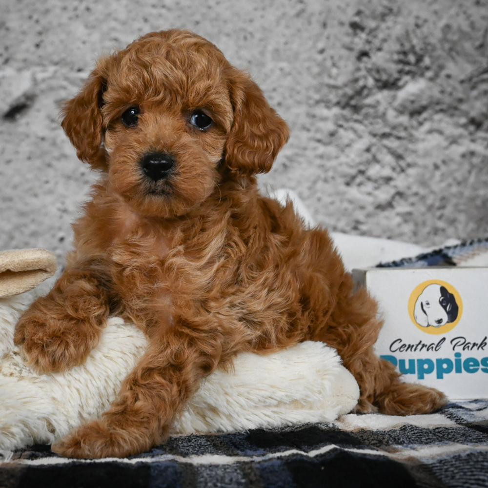Miniature Poodle Puppy for Sale in NYC