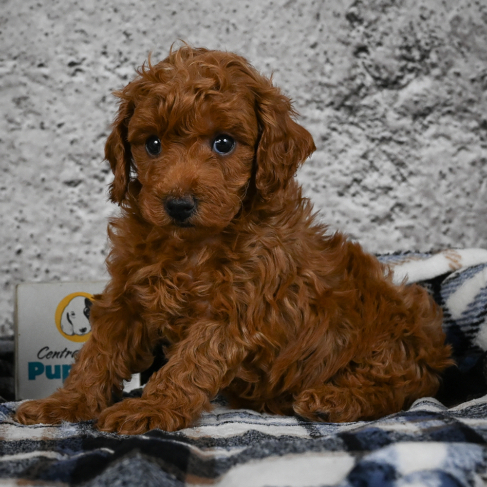 Miniature Poodle Puppy for Sale in NYC