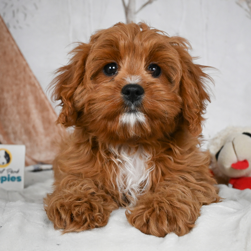 F1 Cavapoo Puppy for Sale in NYC