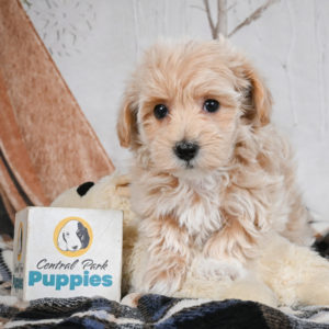 F1 Maltipoo Puppy for Sale