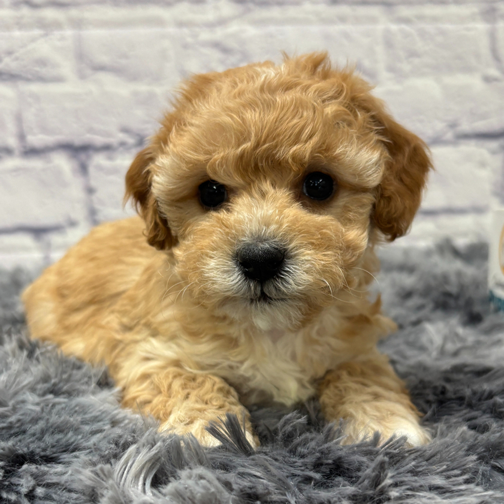 F1b Maltipoo Puppy for Sale in NYC