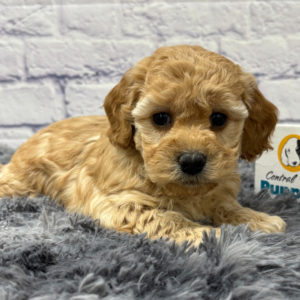 F1b Maltipoo Puppy for Sale