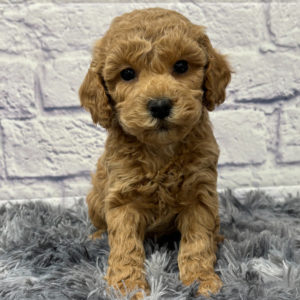 F1b Maltipoo Puppy for Sale