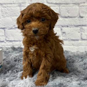 F1b Maltipoo Puppy for Sale