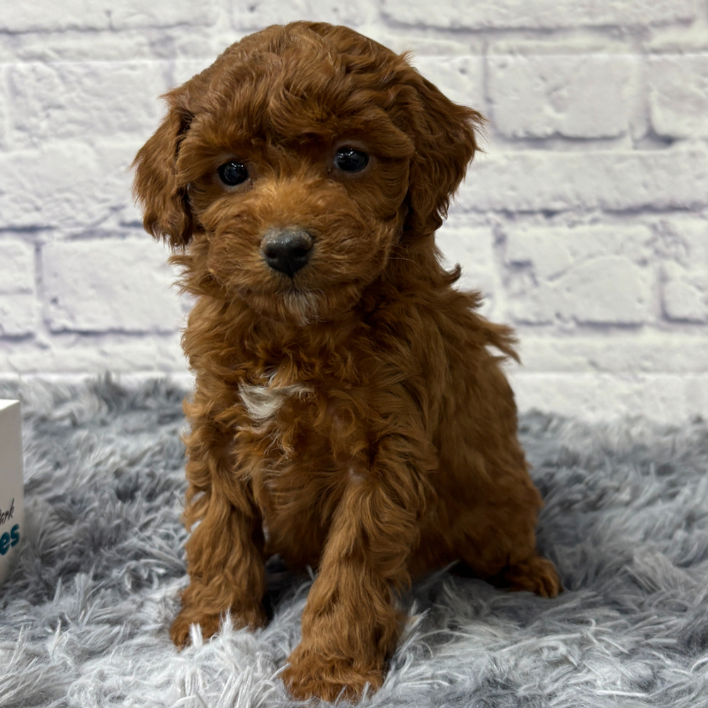 F1b Maltipoo Puppy for Sale in NYC