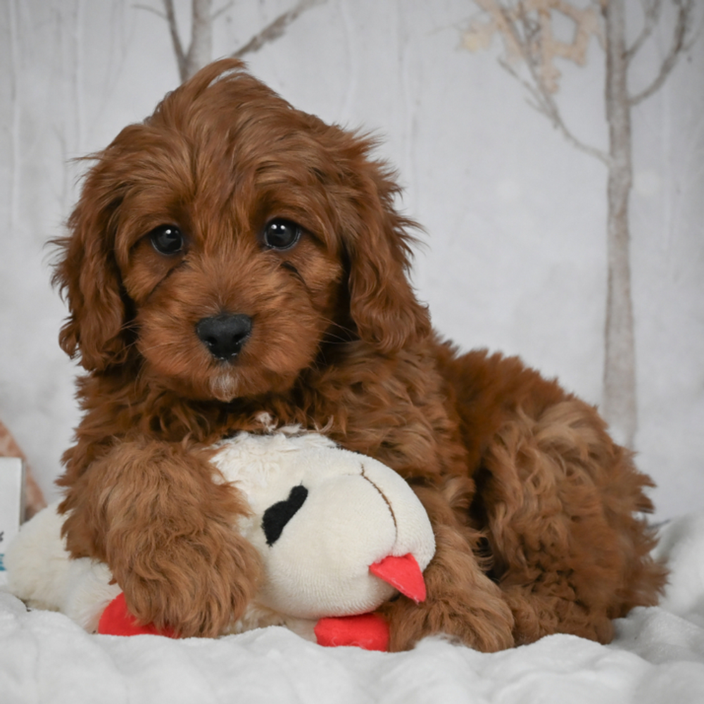 F1b Cavapoo Puppy for Sale in NYC