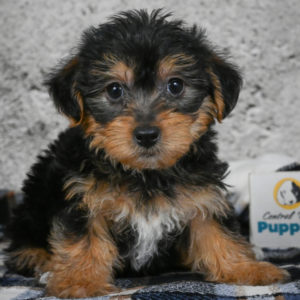Yorkshire Terrier Puppy for Sale