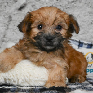 F1 Morkie Puppy for Sale